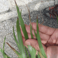 d0033734_1051138.gif
