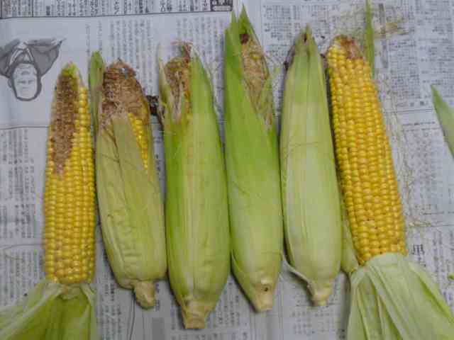 f0089748_2223644.jpg