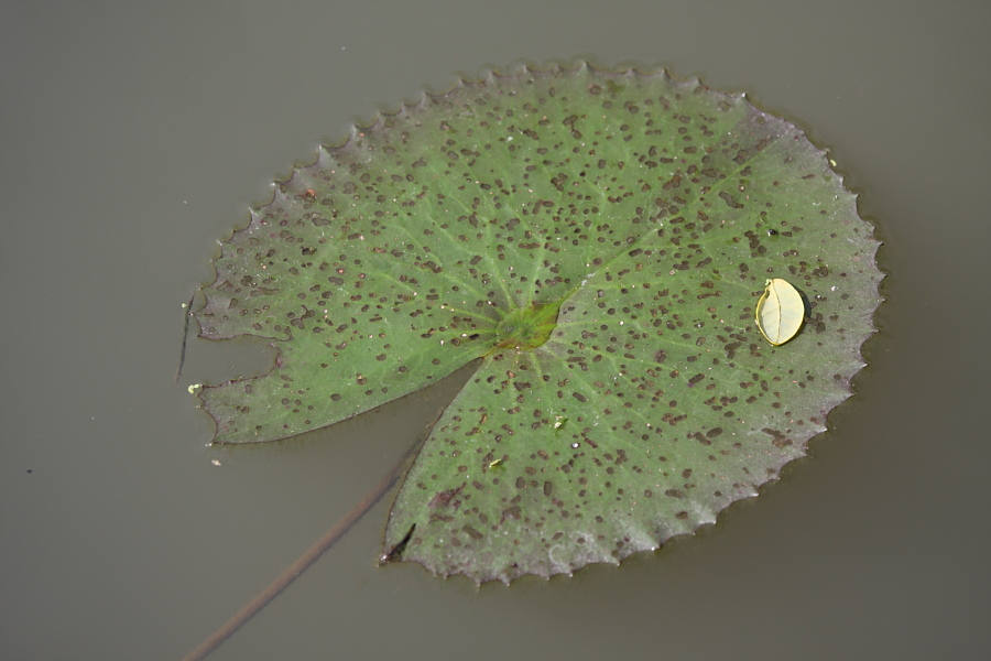 a0094850_8244141.jpg