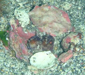 e0065350_7253765.jpg