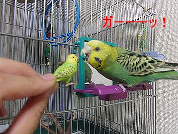 f0196665_03074.jpg