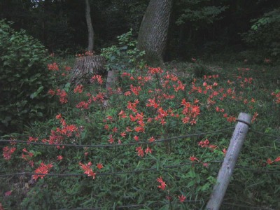 c0112172_131376.jpg
