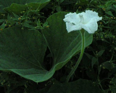 c0112172_15195.jpg