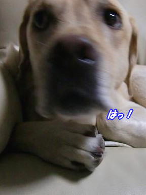 c0028792_2247204.jpg