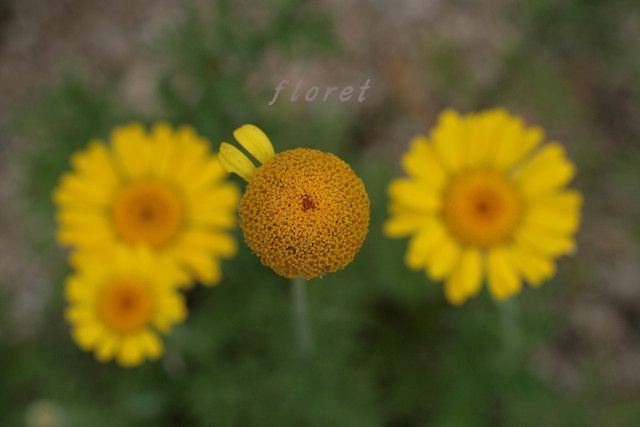 f0083400_20194765.jpg