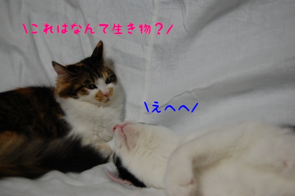 c0181639_20293368.jpg