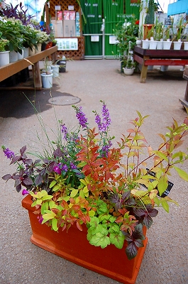 e0025655_6461011.jpg