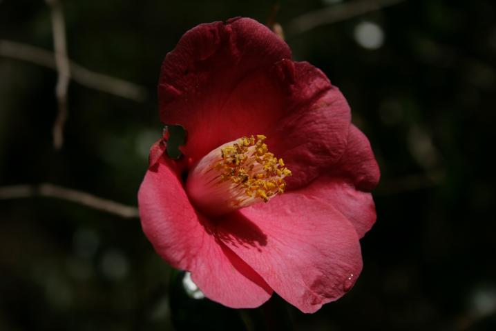 e0111363_1182731.jpg