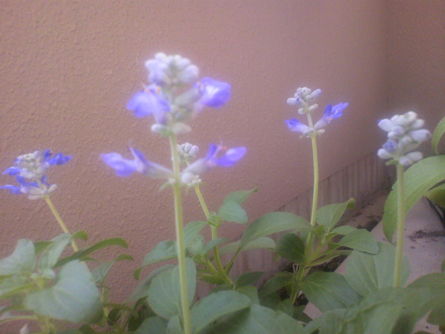c0018666_14142934.jpg