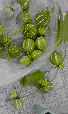 e0136066_17362016.jpg