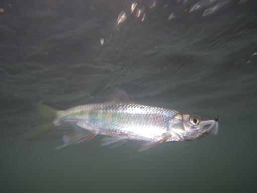 e0123808_1222575.jpg