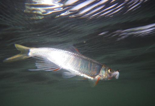 e0123808_1224147.jpg