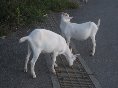d0077811_1134580.jpg