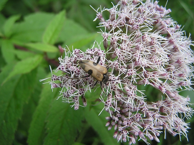 b0099538_1610112.jpg
