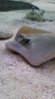 c0042238_7354452.jpg