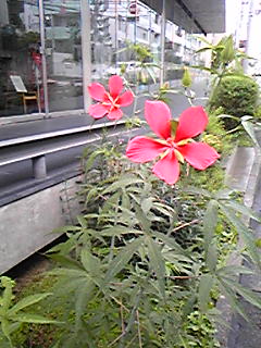 e0087443_044819.jpg