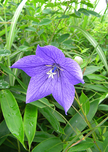 a0001354_20111596.jpg