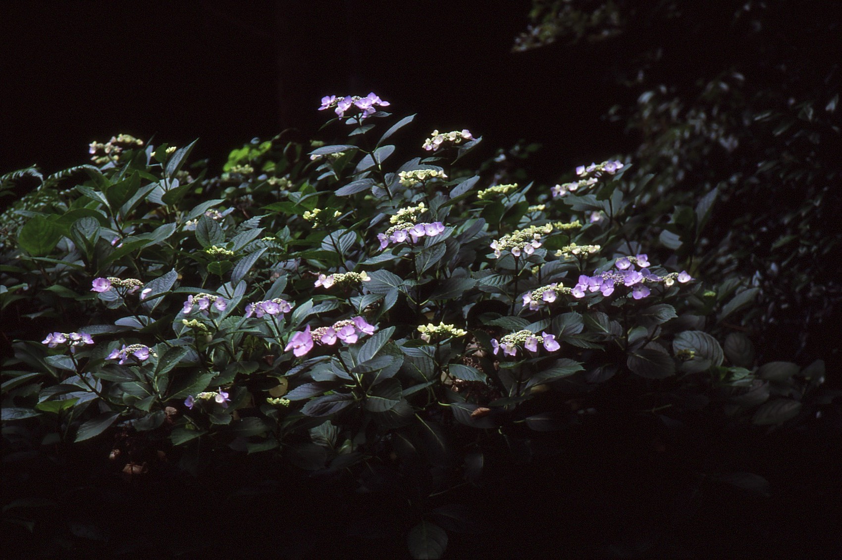 c0136654_544747.jpg