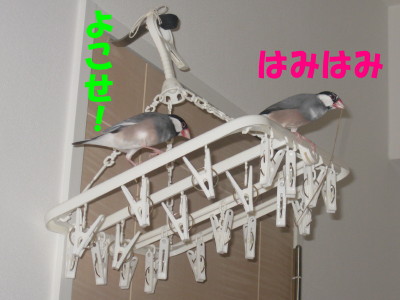 b0158061_20445263.jpg