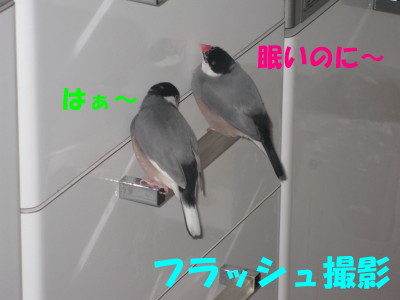 b0158061_20465869.jpg