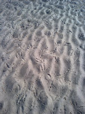 e0143671_16485750.jpg
