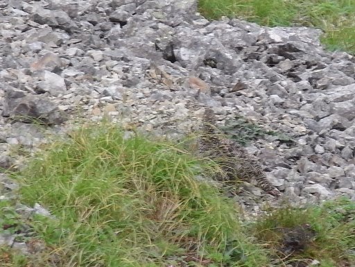 f0054075_20401114.jpg