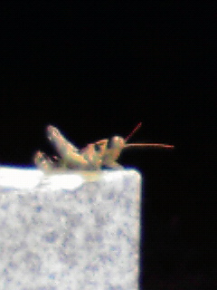 d0142182_1836302.jpg