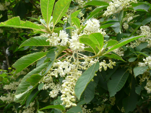 e0145782_14232021.jpg