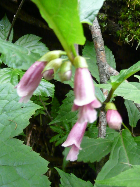 e0145782_14263760.jpg