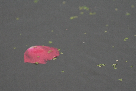 d0133693_2133498.jpg