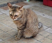 e0115693_7195350.jpg