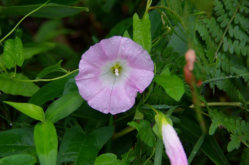 f0081398_17211995.jpg