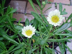 c0196701_13583298.jpg