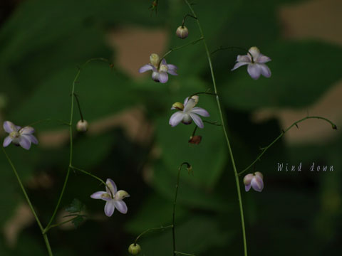 a0021110_16453897.jpg