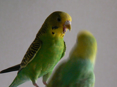 e0148120_2334376.jpg