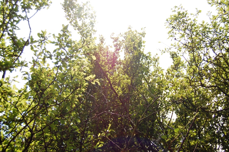 d0104926_2552548.jpg