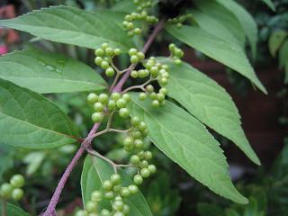 a0132041_10464571.jpg