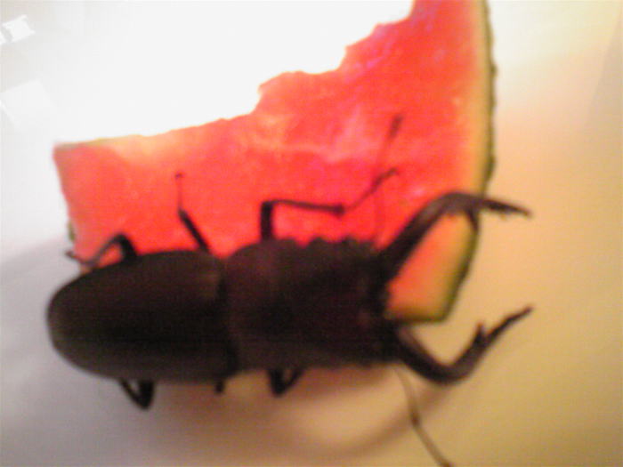 c0170945_111089.jpg