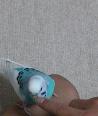 c0066157_10462156.jpg