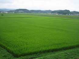 c0073564_8501867.jpg