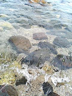 f0054677_8341166.jpg