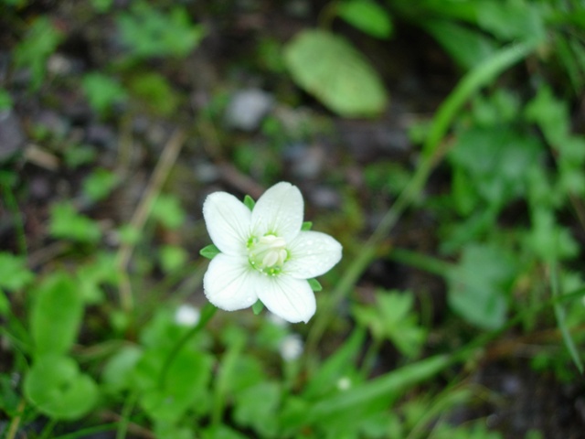 e0145782_1533244.jpg