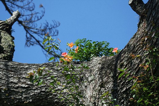 e0190885_2039221.jpg
