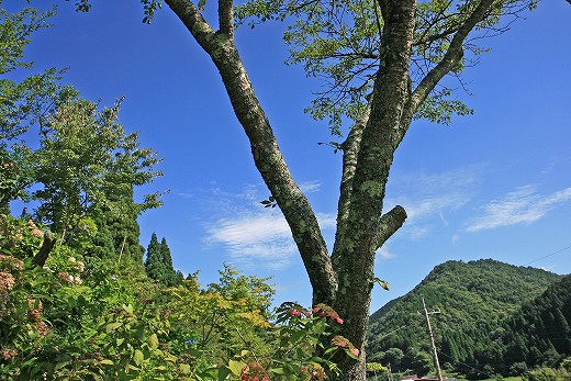 e0190885_2039941.jpg