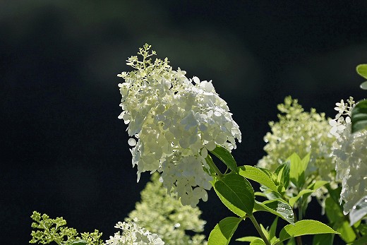 e0190885_20401555.jpg
