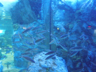 c0086895_1533869.jpg