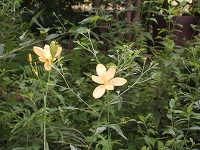 d0013610_18243469.jpg