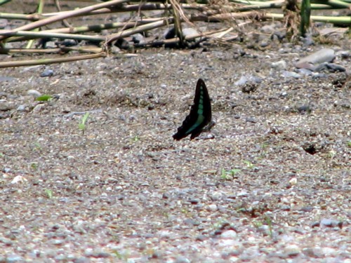 f0185619_1271574.jpg