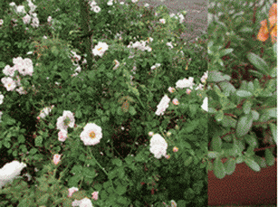 b0133752_1541831.gif