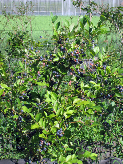 b0064461_2382175.jpg